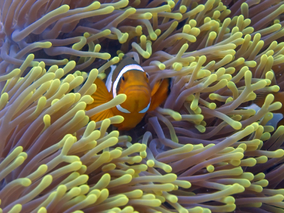 Billig hyrbil Kudat, Sabah