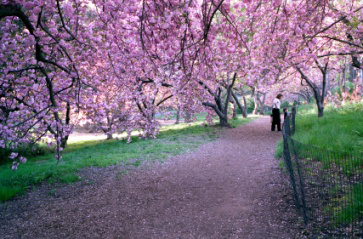 Billig hyrbil New York