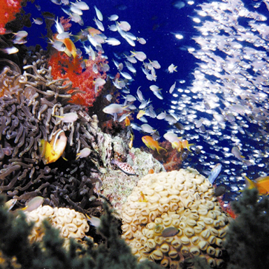 korallrev med färgglada fiskar